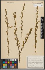 Foto von Salix triandra subsp. triandra L.